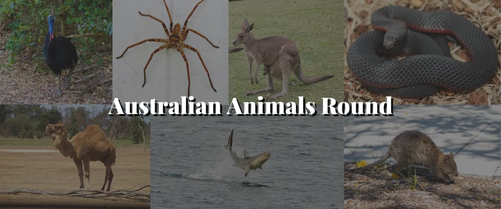 Australian-Animals-Round-1