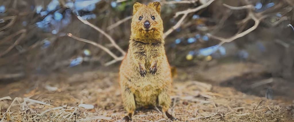 11 Fun Facts About Quokkas