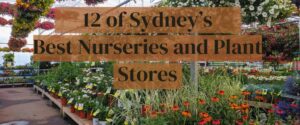 12 of Sydney’s Best Nurseries and Plant Stores