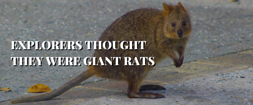 EXPLORERS THOUGHT THEY WERE GIANT RATS