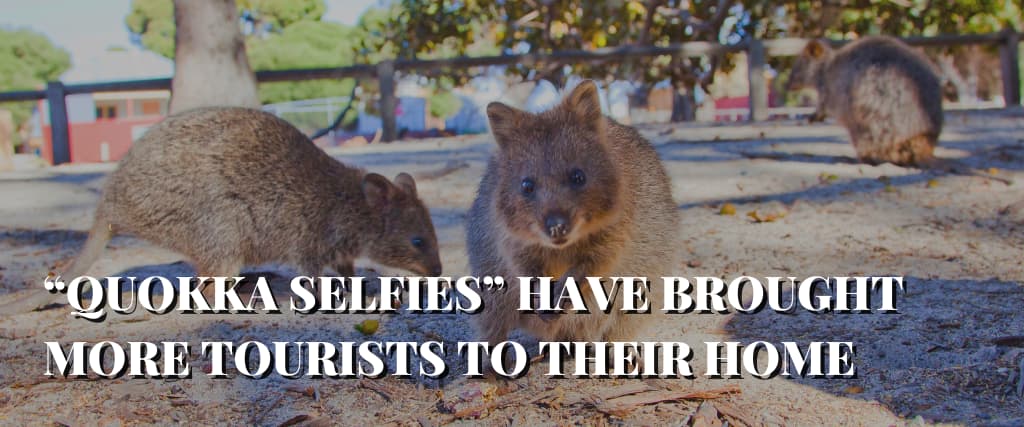 “QUOKKA SELFIES” HAVE BROUGHT MORE TOURISTS TO THEIR HOME