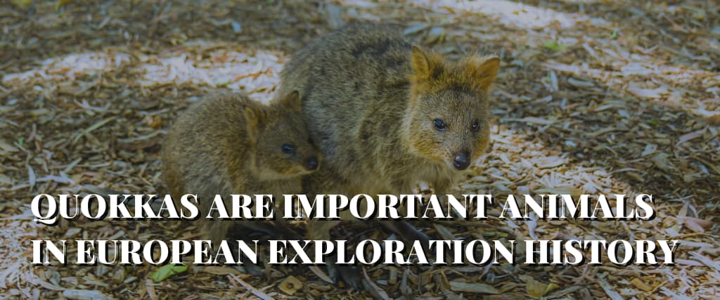 QUOKKAS ARE IMPORTANT ANIMALS IN EUROPEAN EXPLORATION HISTORY