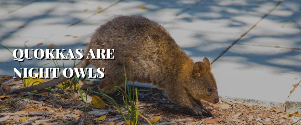 QUOKKAS ARE NIGHT OWLS