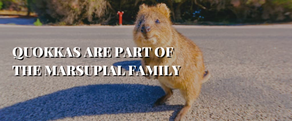 QUOKKAS ARE PART OF THE MARSUPIAL FAMILY