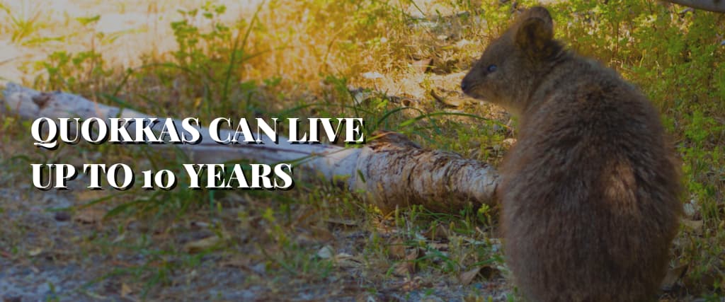 QUOKKAS CAN LIVE UP TO 10 YEARS