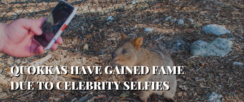 QUOKKAS HAVE GAINED FAME DUE TO CELEBRITY SELFIES