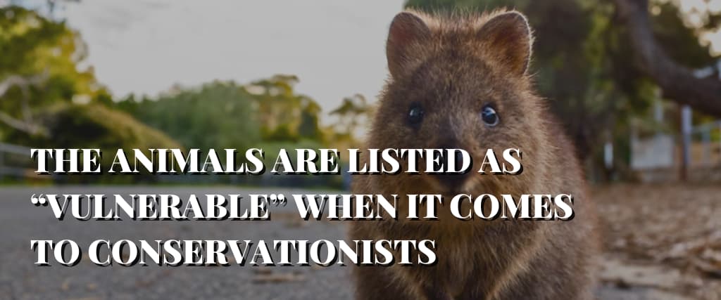 THE ANIMALS ARE LISTED AS “VULNERABLE” WHEN IT COMES TO CONSERVATIONISTS