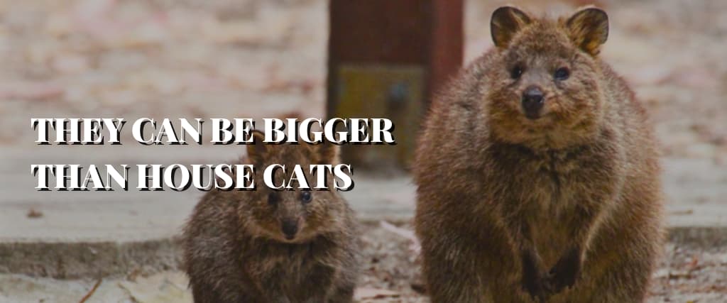 THEY CAN BE BIGGER THAN HOUSE CATS