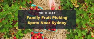 The 11 Best Family Fruit Picking Spots Near Sydney