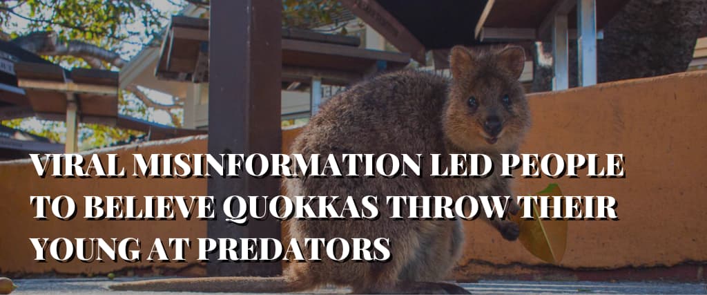 VIRAL MISINFORMATION LED PEOPLE TO BELIEVE QUOKKAS THROW THEIR YOUNG AT PREDATORS