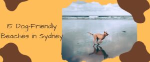 15 Dog-Friendly Beaches in Sydney