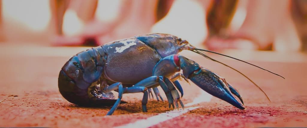 Put a wager on at the Yabby Races