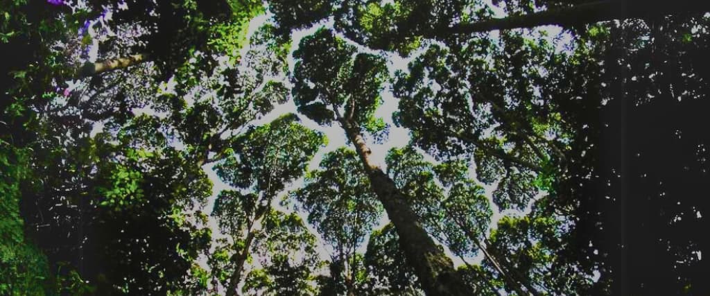 4 Amazing Examples Of “Crown Shyness.”