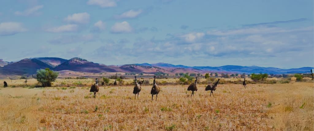 10 Things to See And Do At Mount Remarkable National Park