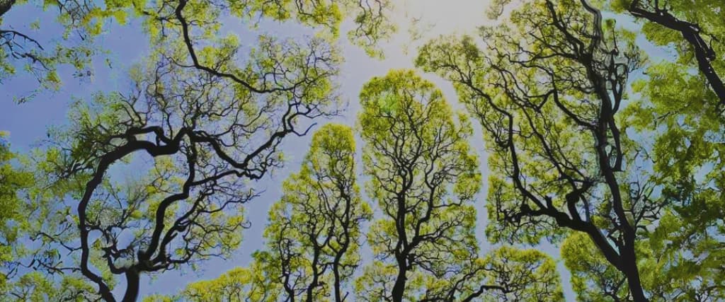 4 Amazing Examples Of “Crown Shyness.”