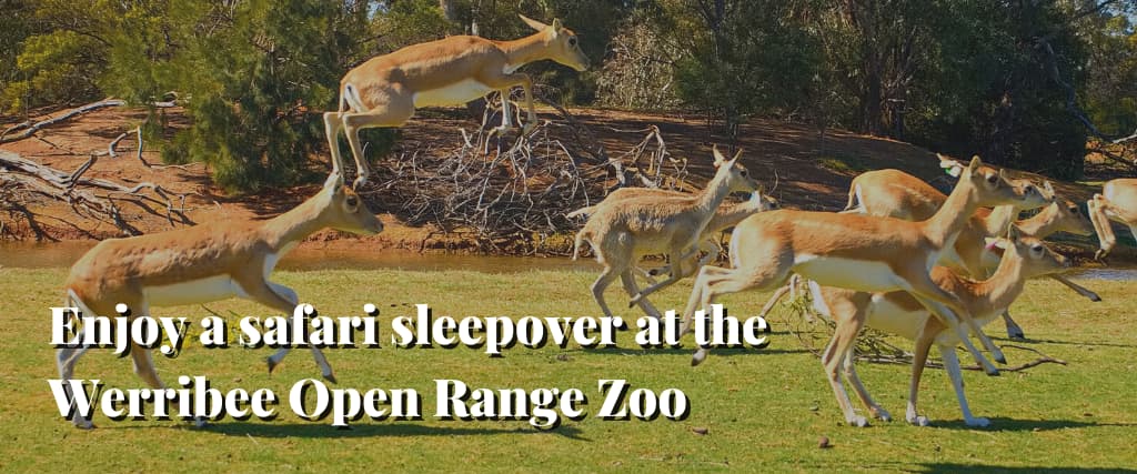 Enjoy a safari sleepover at the Werribee Open Range Zoo