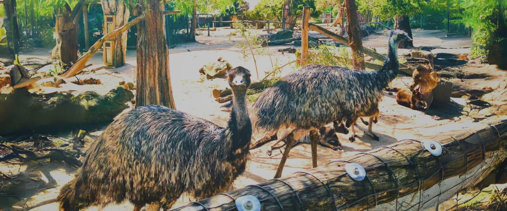 Remembering the Great Emu War