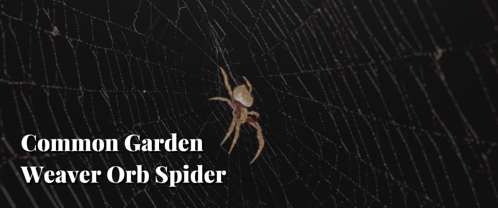 Common Garden Weaver Orb Spider