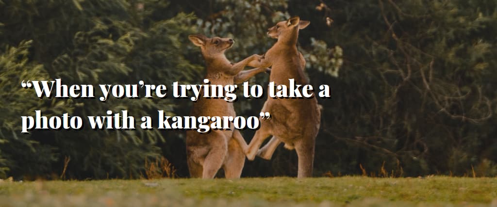 “When you’re trying to take a photo with a kangaroo”