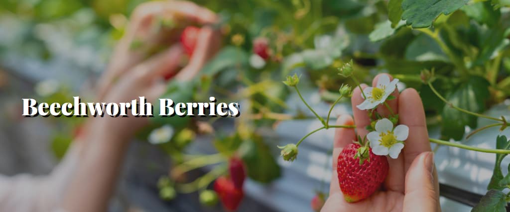 Beechworth Berries
