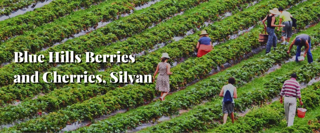 Blue Hills Berries and Cherries, Silvan