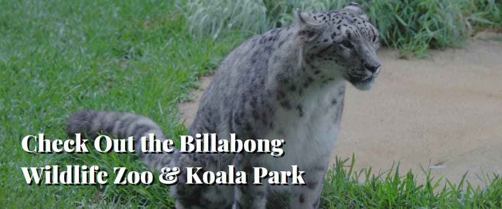 Check Out the Billabong Wildlife Zoo & Koala Park