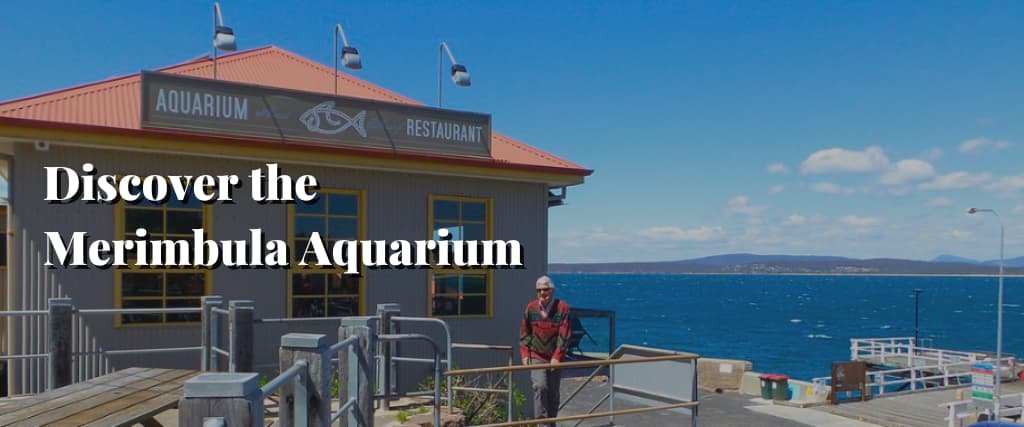 Discover the Merimbula Aquarium