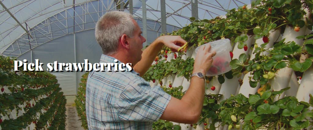 Pick strawberries