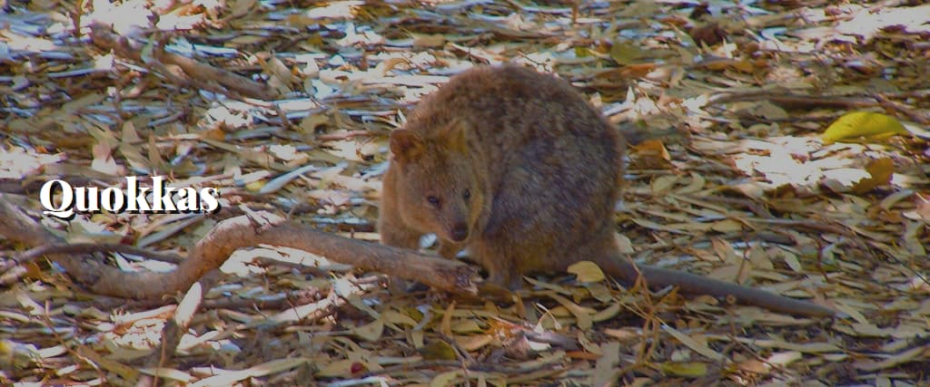 Quokkas