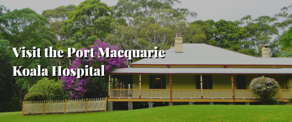 Visit the Port Macquarie Koala Hospital