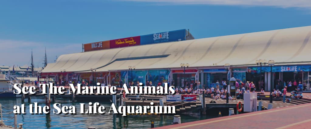 See The Marine Animals at the Sea Life Aquarium