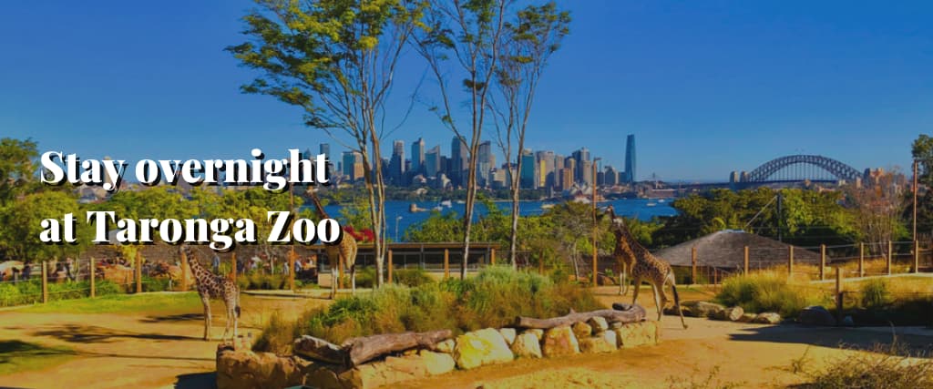 Stay overnight at Taronga Zoo