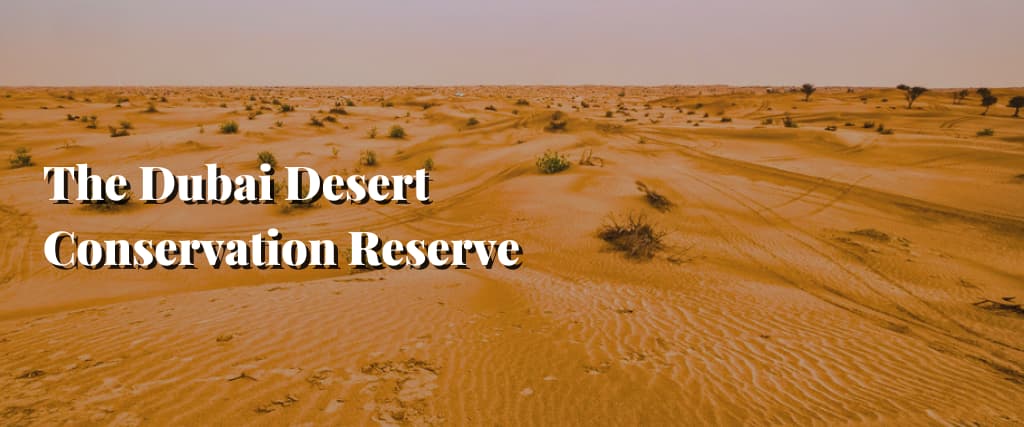 The Dubai Desert Conservation Reserve – Home to the Endangered Arabian Gazelle.