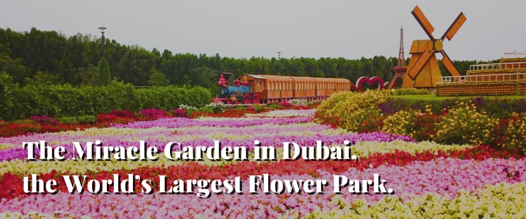 The Miracle Garden in Dubai, the World’s Largest Flower Park.