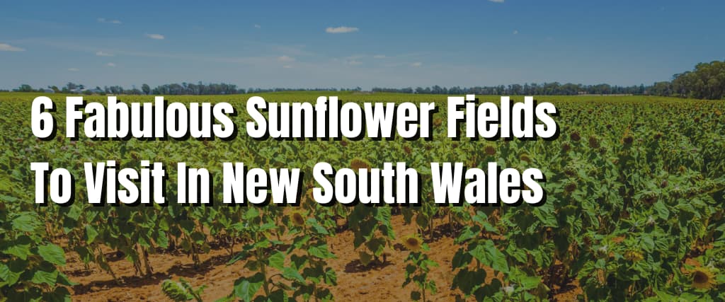 6 Fabulous Sunflower Fields To Visit In New South Wales