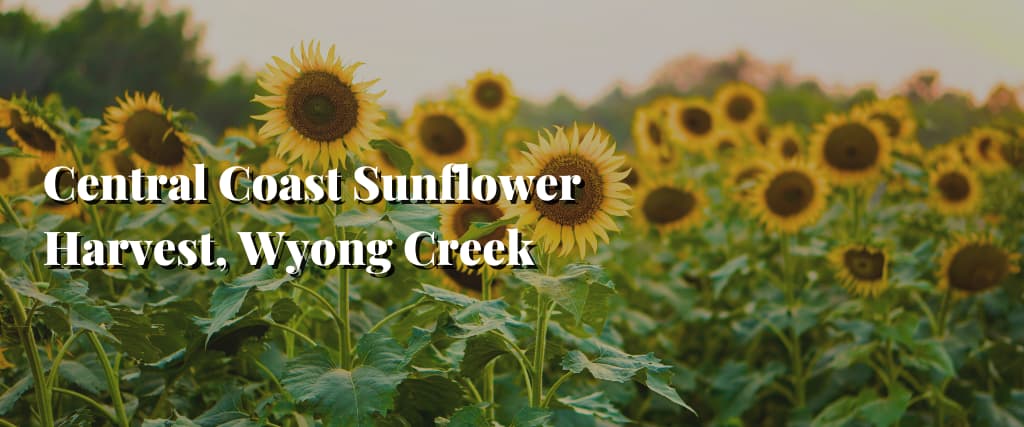 Central Coast Sunflower Harvest, Wyong Creek