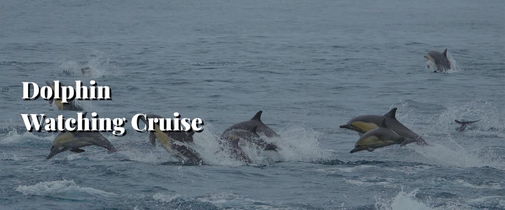 Dolphin Watching Cruise