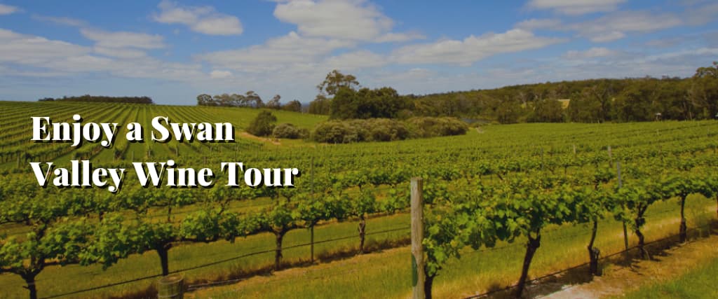 Enjoy a Swan Valley Wine Tour