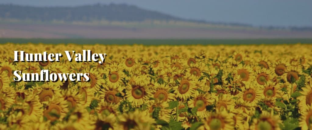 Hunter Valley Sunflowers