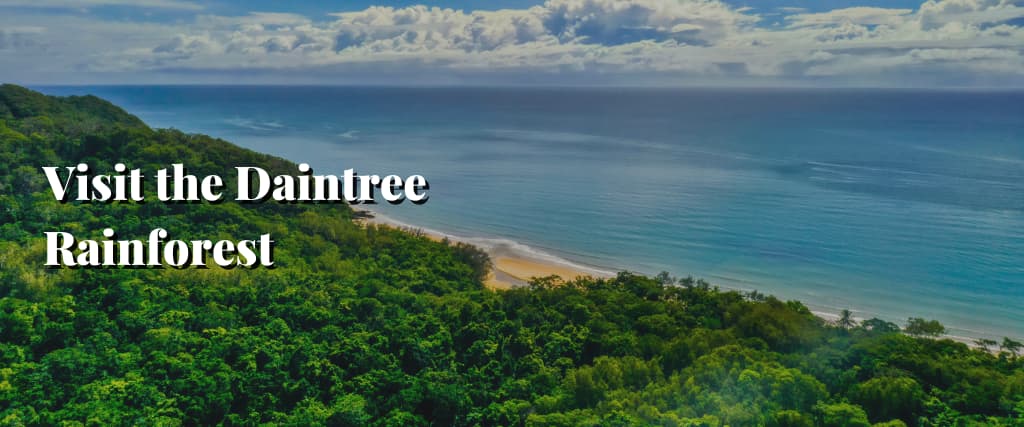 Visit the Daintree Rainforest