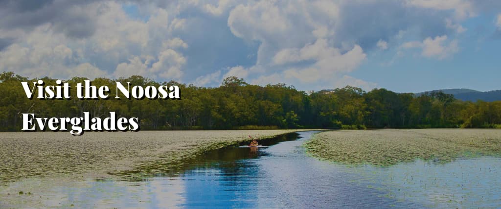 Visit the Noosa Everglades