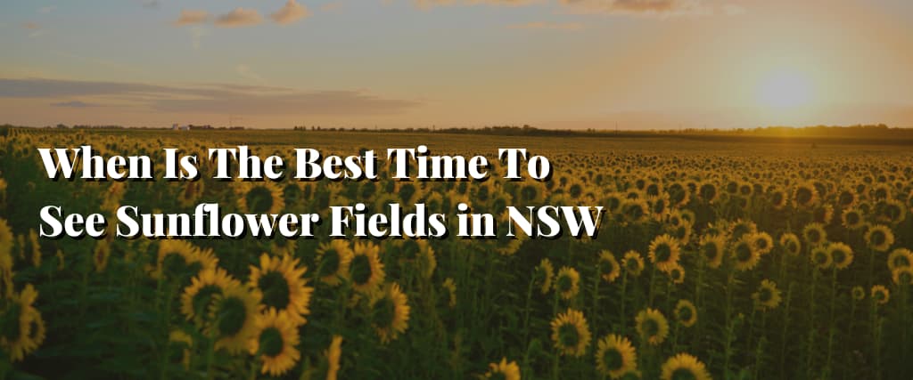 When Is The Best Time To See Sunflower Fields in NSW