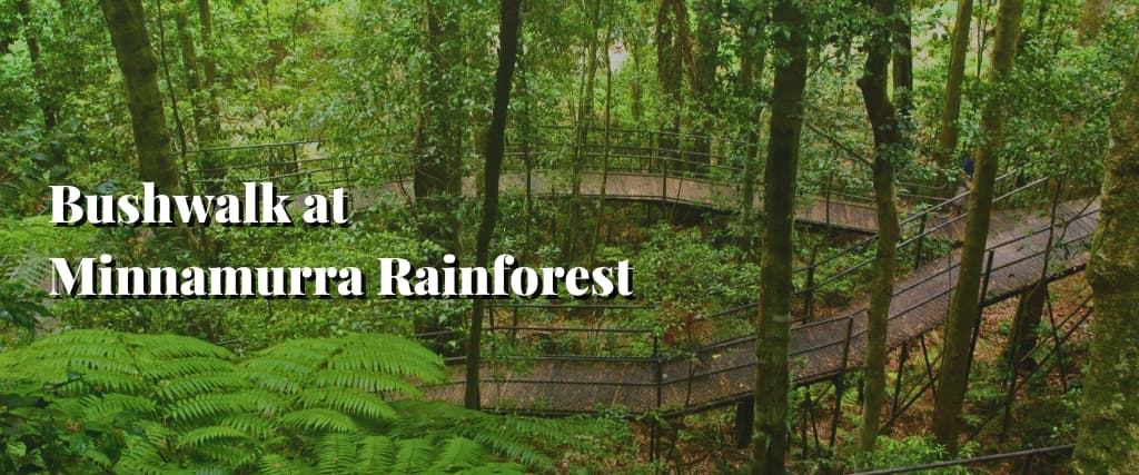 Bushwalk at Minnamurra Rainforest