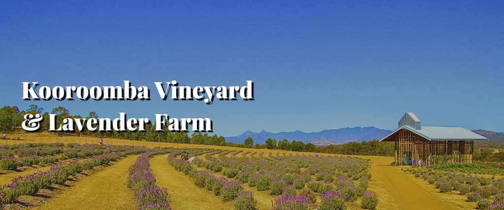 Kooroomba Vineyard & Lavender Farm