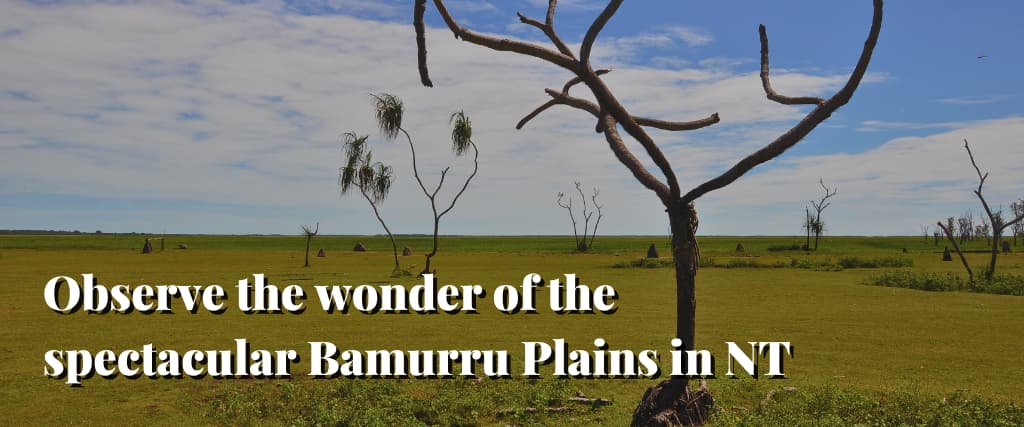 Observe the wonder of the spectacular Bamurru Plains in NT