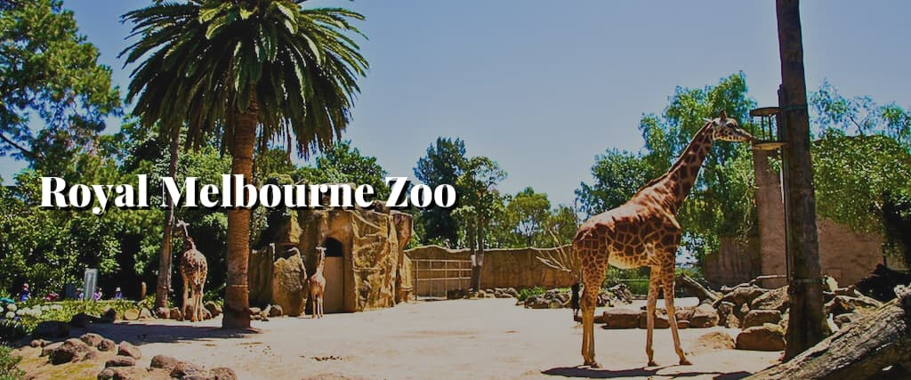 Royal Melbourne Zoo