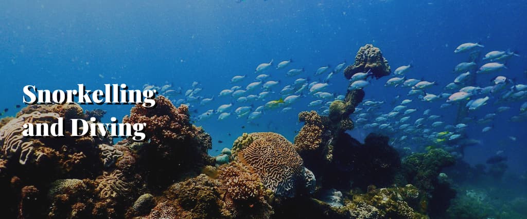 Snorkelling and Diving