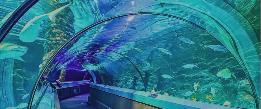 Sunshine Coast Aquarium’s SEA LIFE