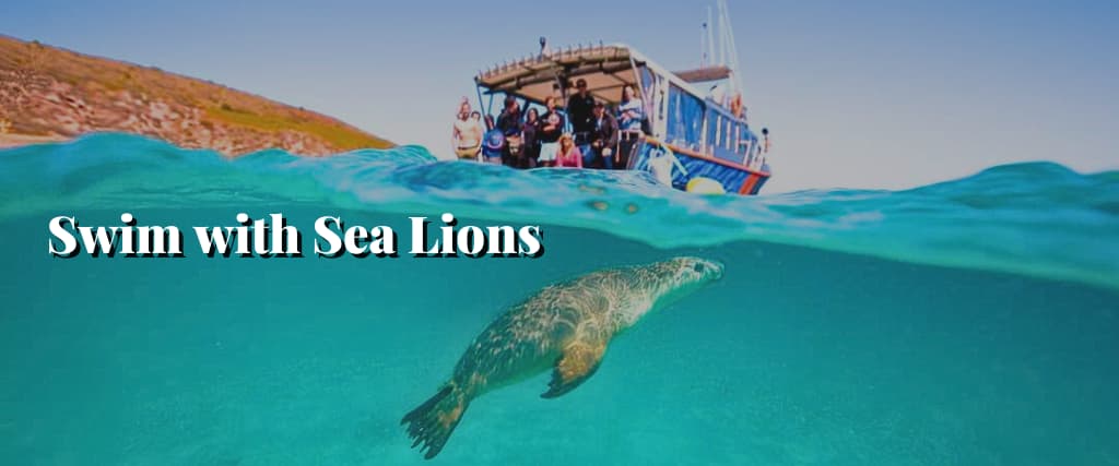 Swim with Sea Lions