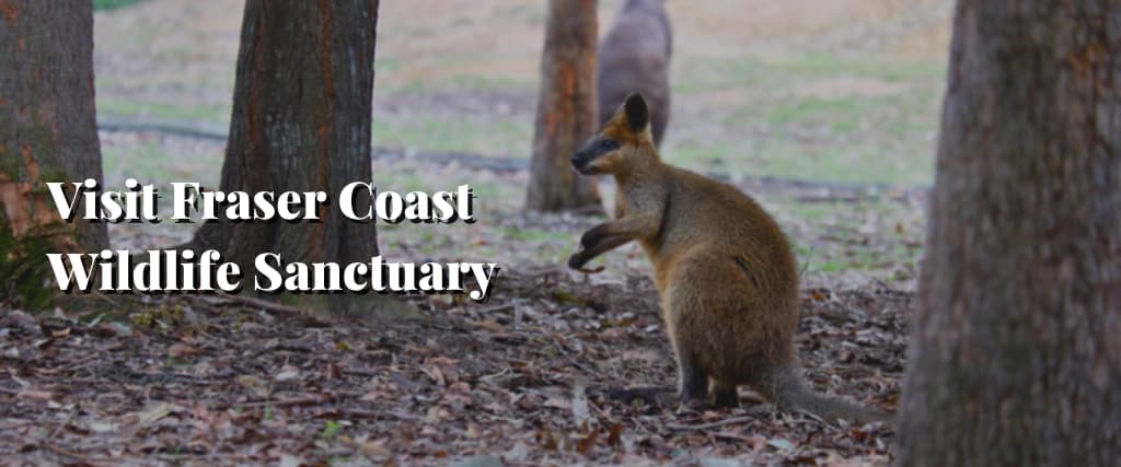 Visit Fraser Coast Wildlife Sanctuary